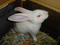ウサギ 通信販売 無限∽通信販売の事なら無限へ！～ウサギ
